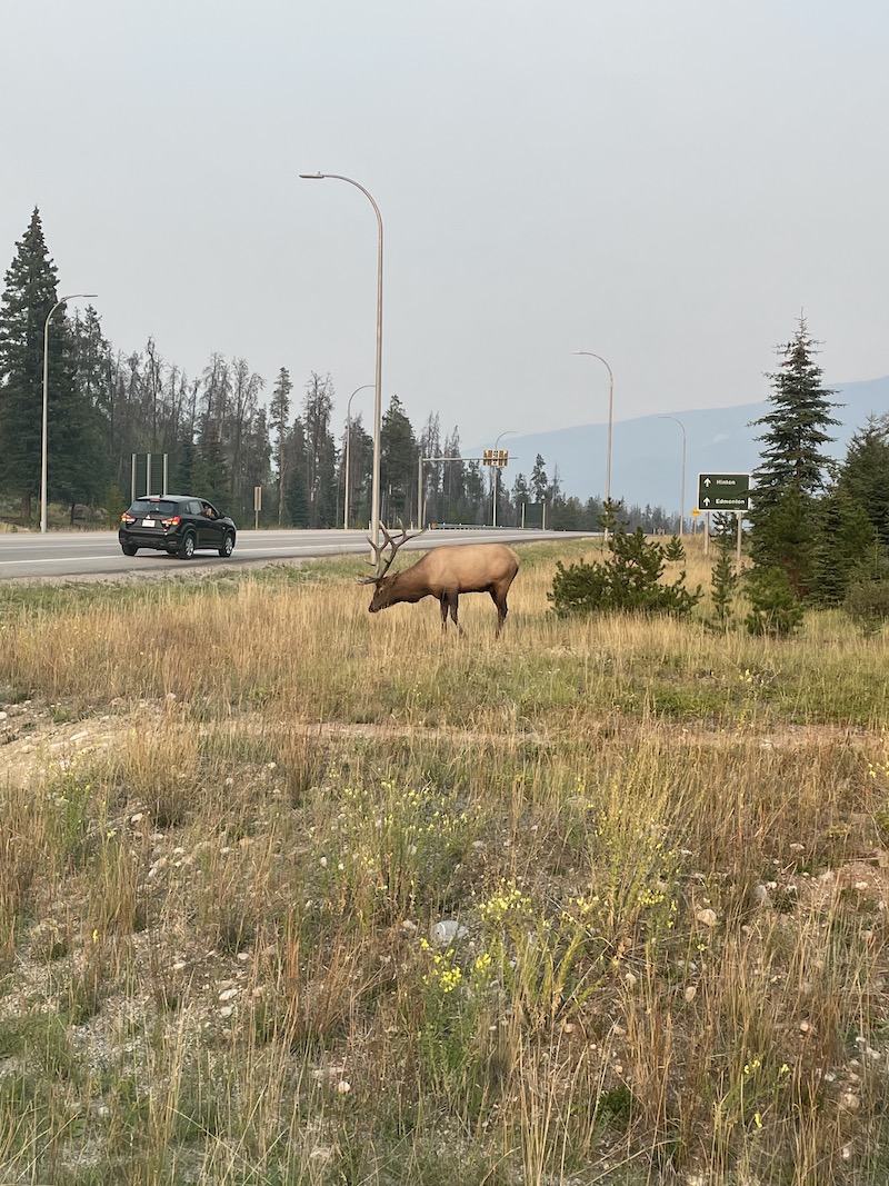 https://www.discovercanadatours.com/wp-content/uploads/2025/04/©DCT-Wildlife-RockyMountains-11.jpg