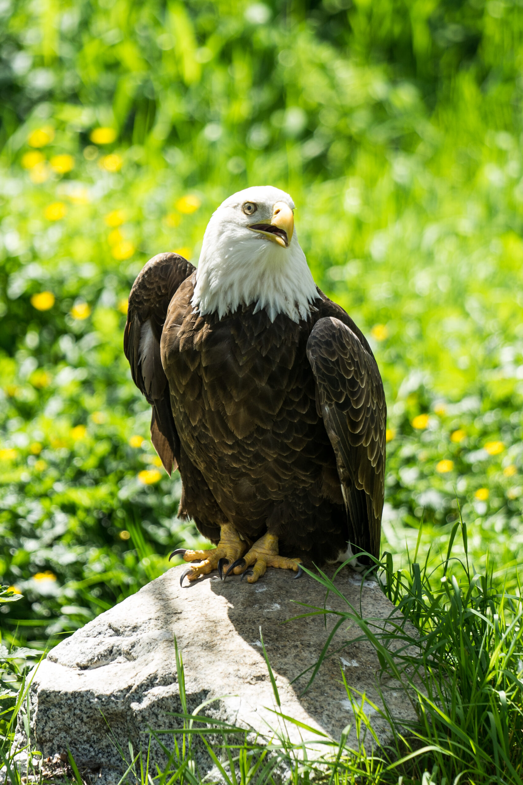 https://www.discovercanadatours.com/wp-content/uploads/2025/04/©DCT-Wildlife-RockyMountains-12-scaled.jpg