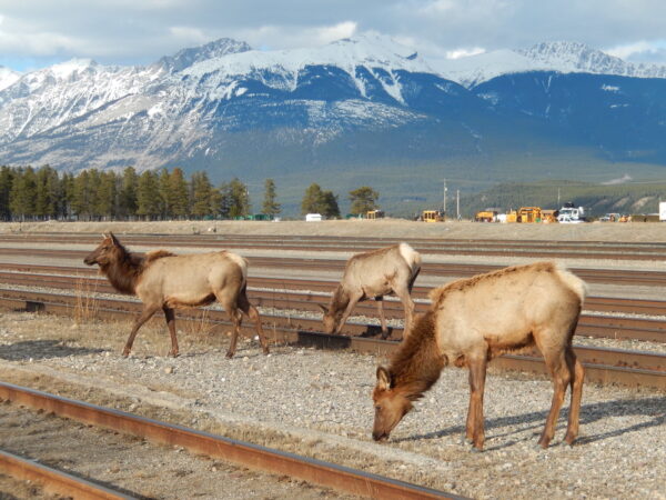 https://www.discovercanadatours.com/wp-content/uploads/2025/04/©DCT-Wildlife-RockyMountains-3-600x450.jpg
