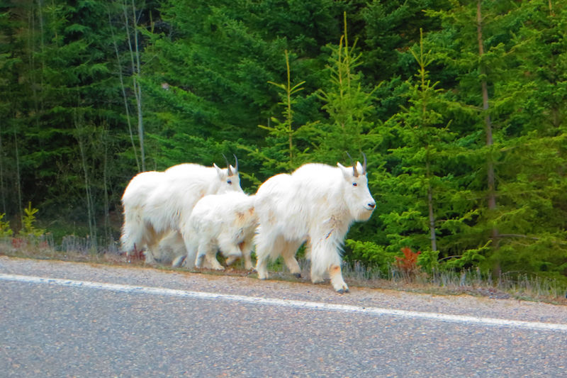 https://www.discovercanadatours.com/wp-content/uploads/2025/04/©DCT-Wildlife-RockyMountains-6.jpg