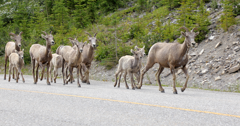 https://www.discovercanadatours.com/wp-content/uploads/2025/04/©DCT-Wildlife-RockyMountains-8.jpg