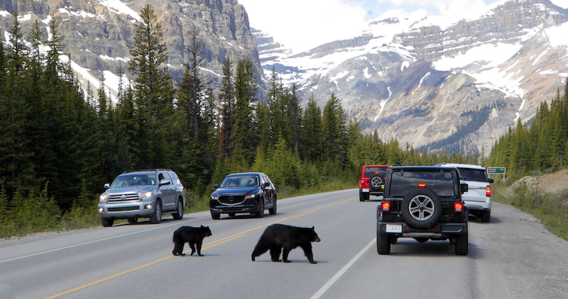 https://www.discovercanadatours.com/wp-content/uploads/2025/04/©DCT-Wildlife-RockyMountains-9.jpg