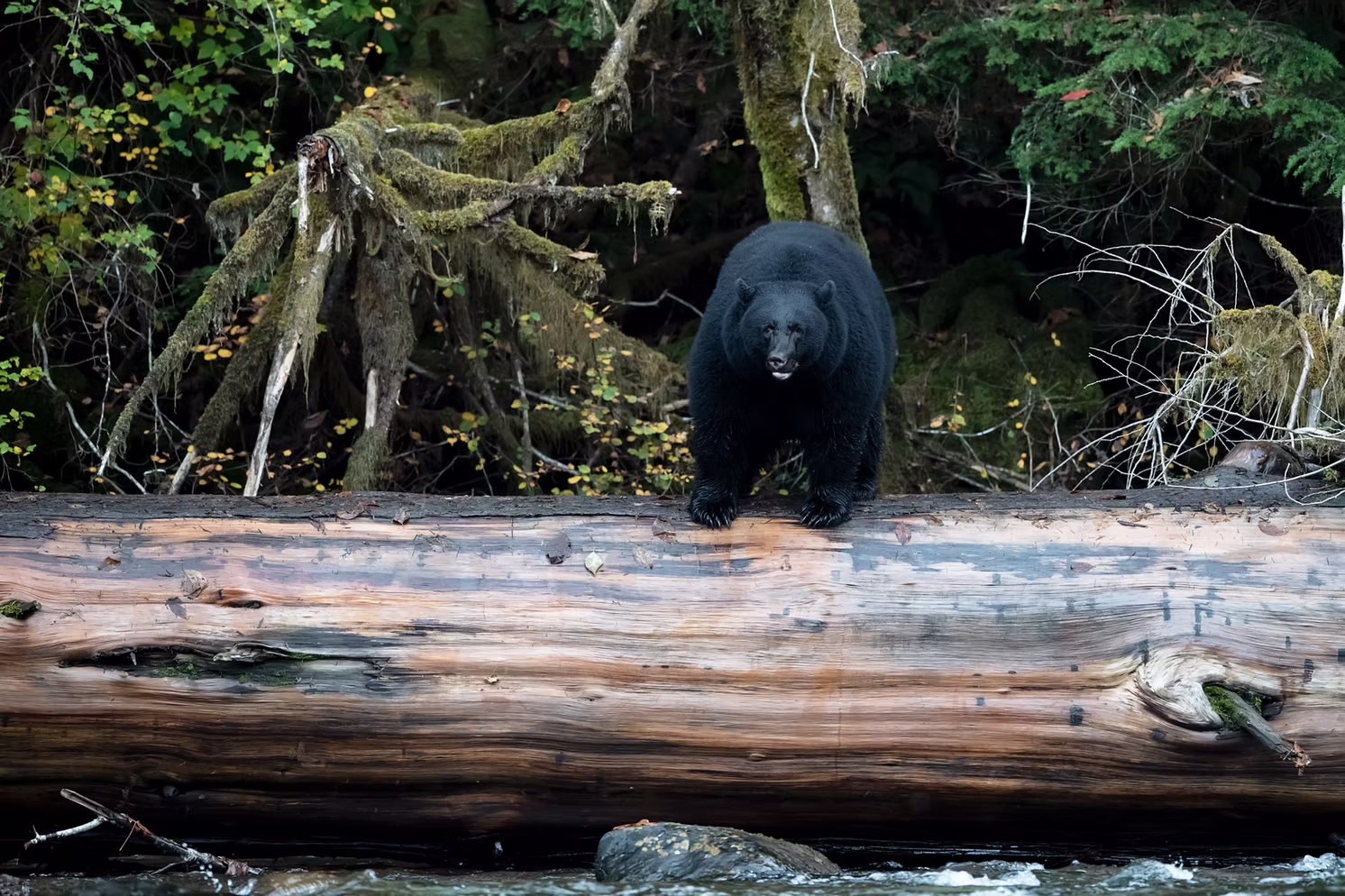 https://www.discovercanadatours.com/wp-content/uploads/2025/05/Black-Bear-©Klahoose-Wilderness-Resort.avif