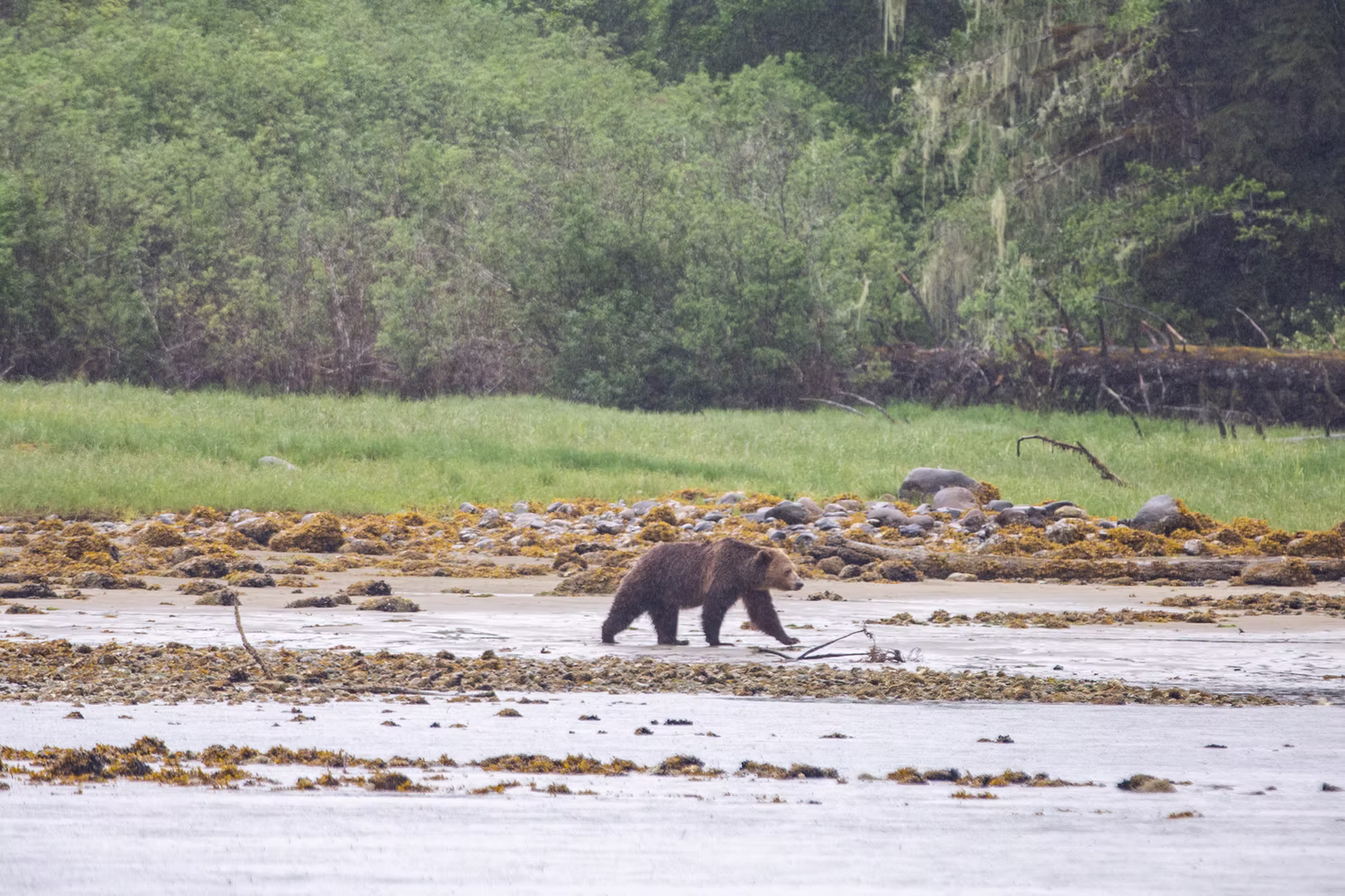 https://www.discovercanadatours.com/wp-content/uploads/2025/05/Grizzly-Bear-©Klahoose-Wilderness-Resort-2.avif