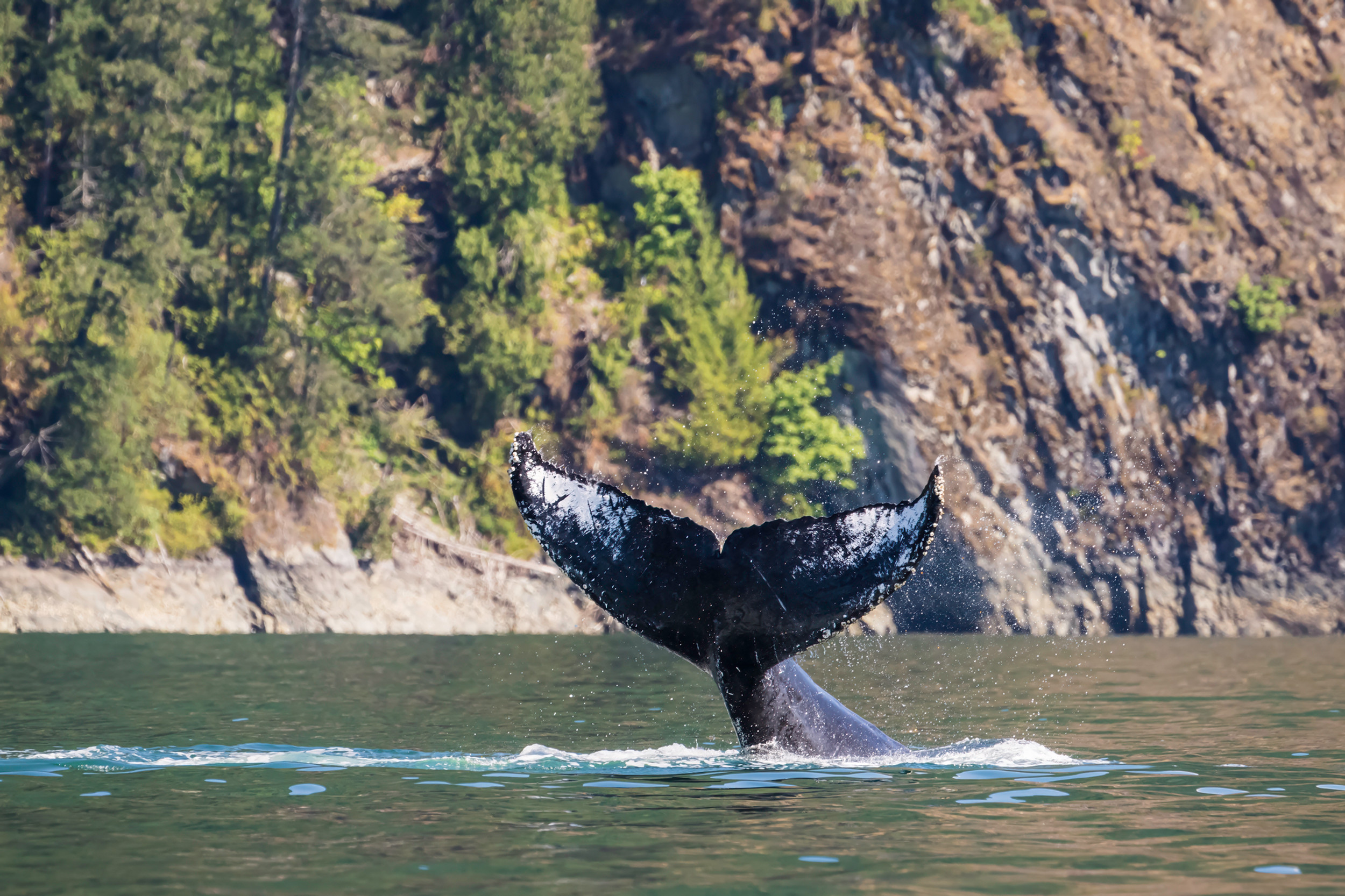 https://www.discovercanadatours.com/wp-content/uploads/2025/05/Humpback-©Klahoose-Wilderness-Resort-.jpg