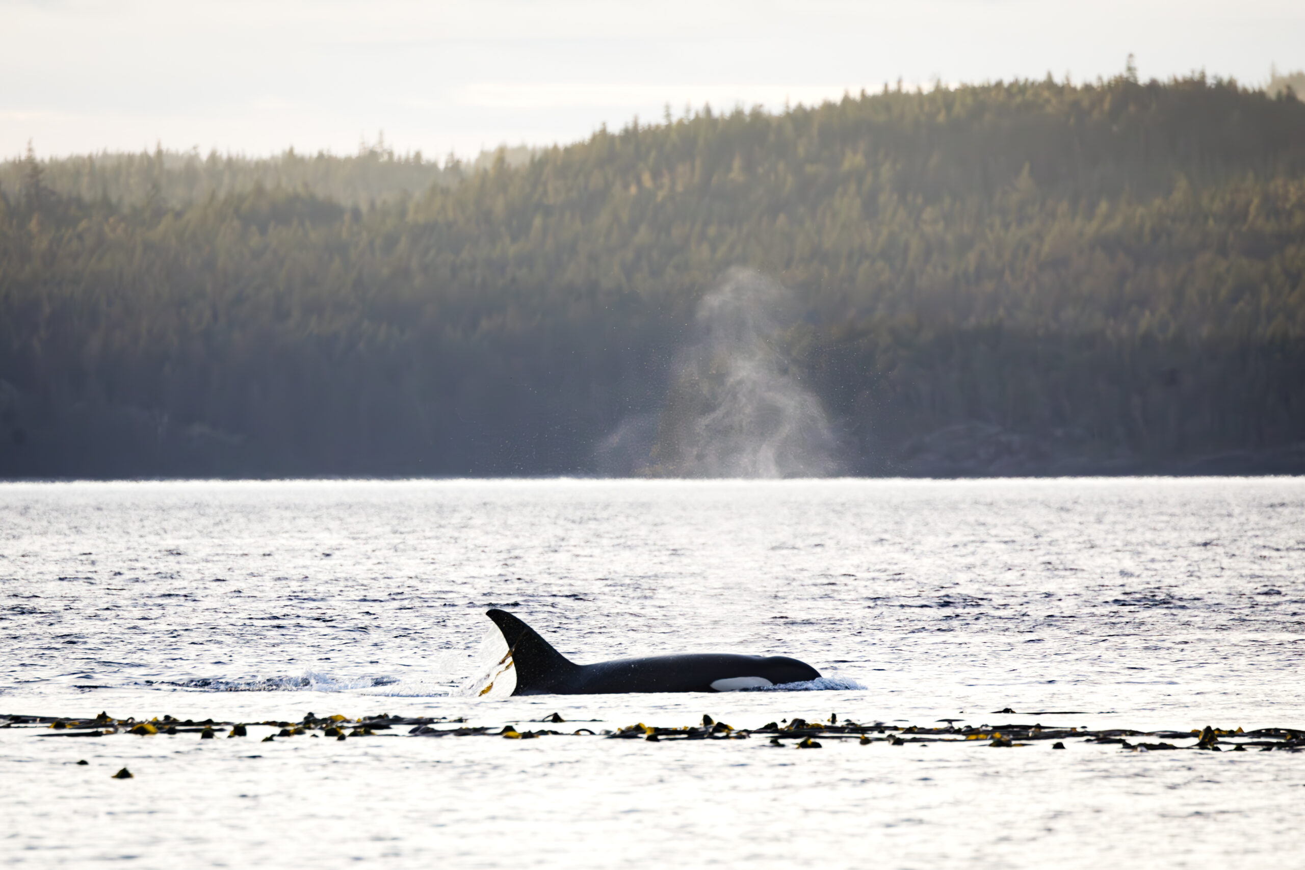 https://www.discovercanadatours.com/wp-content/uploads/2025/05/Orca-Camp-103-scaled.jpg
