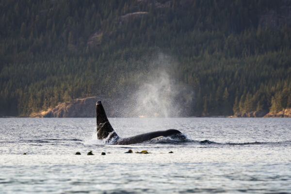 https://www.discovercanadatours.com/wp-content/uploads/2025/05/Orca-Camp-106-600x400.jpg