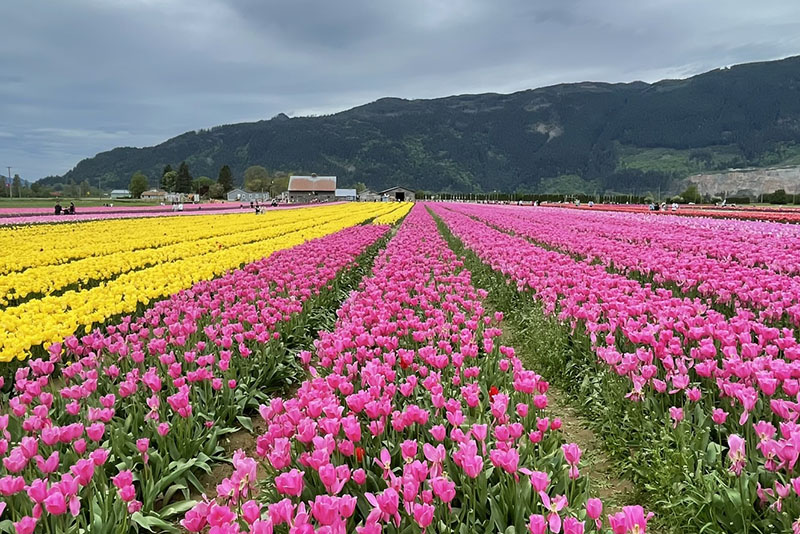 https://www.discovercanadatours.com/wp-content/uploads/2025/05/©DCT-AliciaLuna-HarrisonTulipFestival-Rockies-FallSpring-Premium-Carousel-800x534-1.jpg