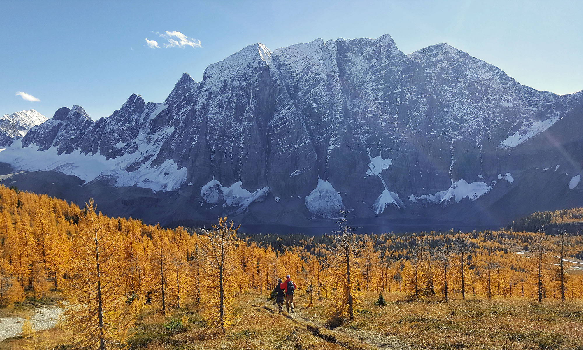https://www.discovercanadatours.com/wp-content/uploads/2025/05/©DestinationBC-KristiNicholson-Kootenay-LarchTrees-Rockies-FallSpring-Premium-Header-2000x1201-1.jpg
