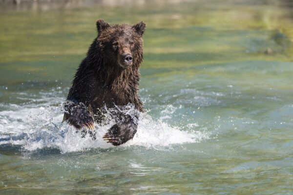 https://www.discovercanadatours.com/wp-content/uploads/2025/05/©Klahoose-Wilderness-Resort-600x400.jpg