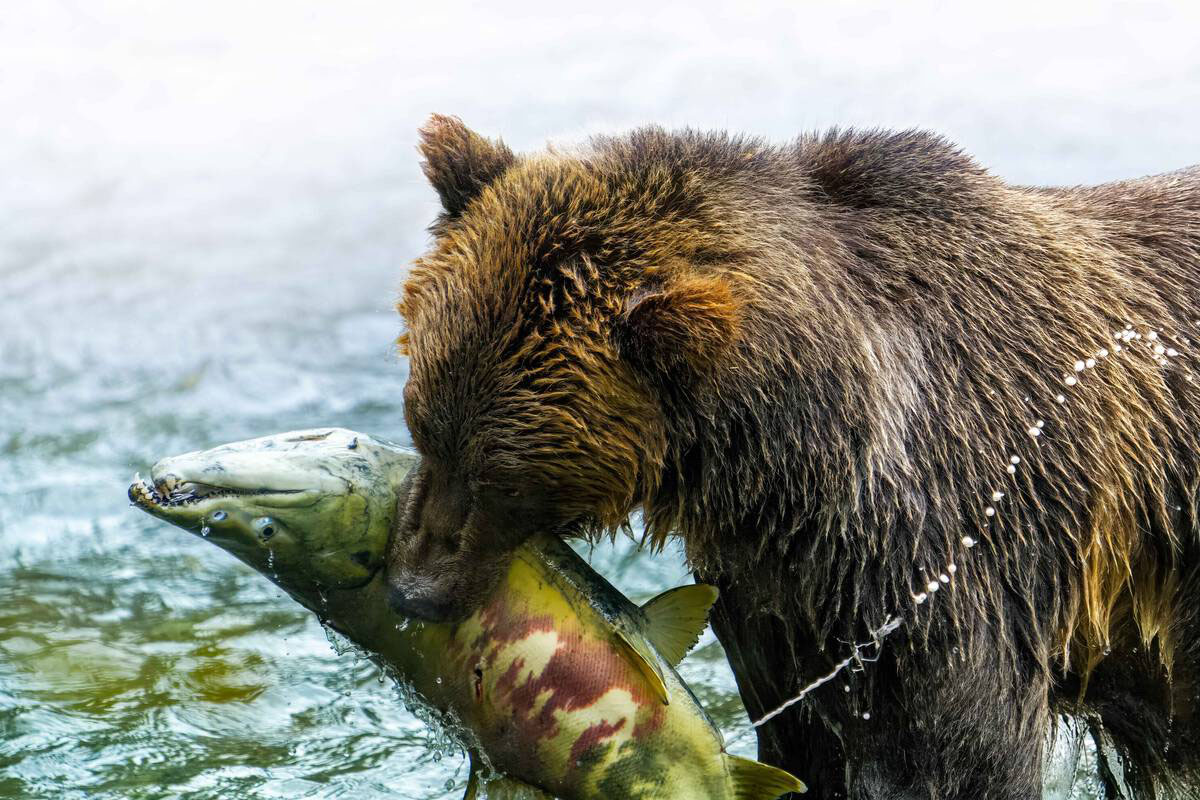 https://www.discovercanadatours.com/wp-content/uploads/2025/09/©TourismVancouverIsland-Tyler-Cave-Toba-BearWatching1200px.jpg