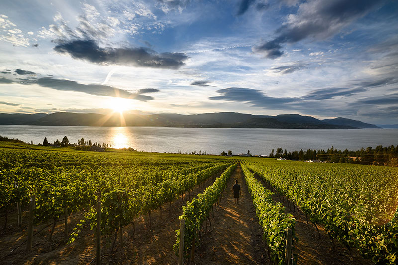 https://www.discovercanadatours.com/wp-content/uploads/2025/10/©DestinationBC-AndrewStrain-Kelowna-Vineyard-OVWT-800x534-1.jpg
